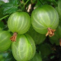 <h3 class=”product-title”>Zeleni Ogrozd</h3>