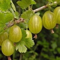 <h3 class=”product-title”>Zuti Ogrozd</h3>