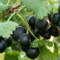 <h3 class=”product-title”>Josta</h3>