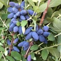 <h3 class=”product-title”>Sibirska Borovnica - Jugana</h3>