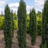 <h3 class=”product-title”>Kalemljena Tisa</h3>