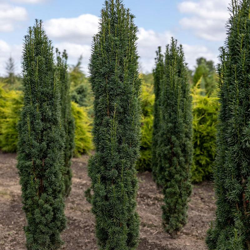 <h3 class=”product-title”>Kalemljena Tisa</h3>