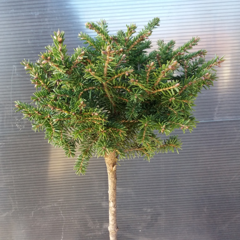 <h3 class=”product-title”>Kalemljena Zelena Smreka</h3>