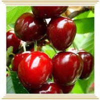 <h3 class=”product-title”>Tresnja - Lambert</h3>