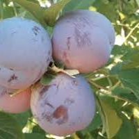 <h3 class=”product-title”>Sljiva - Lana</h3>