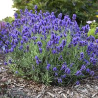 <h3 class=”product-title”>Lavanda</h3>