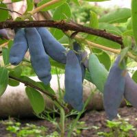 <h3 class=”product-title”>Sibirska Borovnica - Leningradski Velikan</h3>