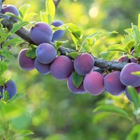 <h3 class=”product-title”>Sljiva - Metlas</h3>