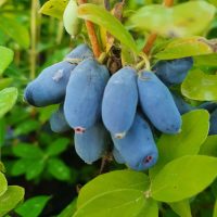 <h3 class=”product-title”>Sibirska Borovnica - Nimfa</h3>