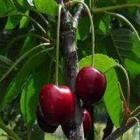 <h3 class=”product-title”>Tresnja - Ohridska crna</h3>