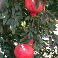 <h3 class=”product-title”>Nar - Parfianka</h3>