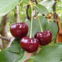 <h3 class=”product-title”>Visnja - Piramis</h3>