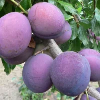 <h3 class=”product-title”>Sljiva - President</h3>