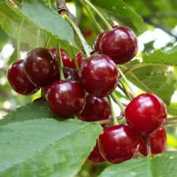 <h3 class=”product-title”>Visnja - Prima Feketicka</h3>