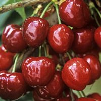 <h3 class=”product-title”>Tresnja - Primavera</h3>