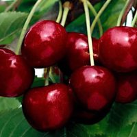 <h3 class=”product-title”>Visnja - Reksele</h3>