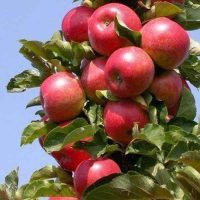 <h3 class=”product-title”>Stubasta Jabuka - Rumeno Vreteno</h3>