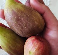 <h3 class=”product-title”>Smokva Plava</h3>