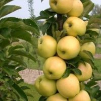 <h3 class=”product-title”>Stubasta Jabuka - Djerdan</h3>