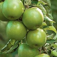 <h3 class=”product-title”>Stubasta Jabuka - Smaragd</h3>