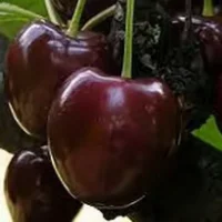 <h3 class=”product-title”>Tresnja - Crni Dzin</h3>