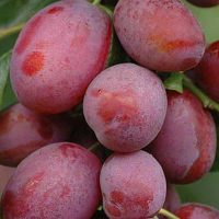 <h3 class=”product-title”>Sljiva - Jubileum</h3>