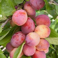 <h3 class=”product-title”>Sljiva - Viktorija</h3>