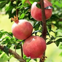 <h3 class=”product-title”>Nar - Wonderful</h3>