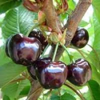 <h3 class=”product-title”>Visnja - Spanska Marela</h3>