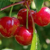 <h3 class=”product-title”>Tresnja - Star King</h3>