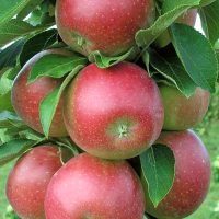 <h3 class=”product-title”>Stubasta Jabuka - Bolero</h3>