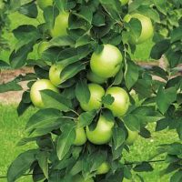 <h3 class=”product-title”>Stubasta Jabuka - Dukat</h3>