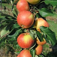 <h3 class=”product-title”>Stubasta Jabuka - Polka</h3>