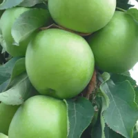 <h3 class=”product-title”>Stubasta Jabuka - Zeleni Dragulj</h3>