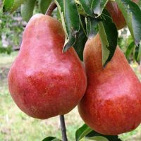 <h3 class=”product-title”>Stubasta Kruska - Dekor</h3>