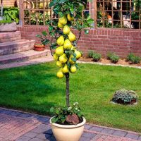 <h3 class=”product-title”>Stubasta Kruska - Safir</h3>