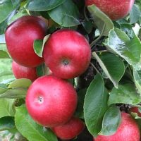 <h3 class=”product-title”>Stubasta Jabuka - Kraljica Cardasa</h3>