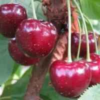 <h3 class=”product-title”>Tresnja - Svetinikolka</h3>