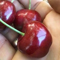 <h3 class=”product-title”>Tresnja - Sweet Hearth</h3>