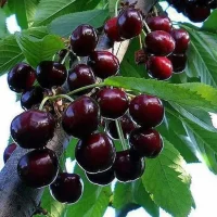 <h3 class=”product-title”>Tresnja - Blek Star</h3>