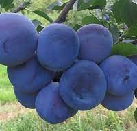 <h3 class=”product-title”>Sljiva - Valerija</h3>