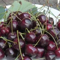 <h3 class=”product-title”>Visnja - Cigancica</h3>