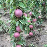 <h3 class=”product-title”>Stubasta Jabuka - Vesna</h3>