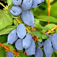 <h3 class=”product-title”>Sibirska Borovnica - Zojka</h3>