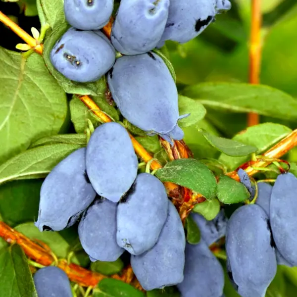 Sadnice Sibirske Borovnice