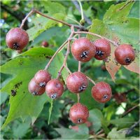 Kruška brekinja (divlja kruška)