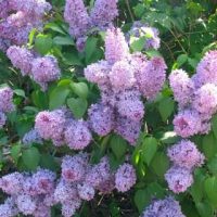 Ljubičasti Jorgovan